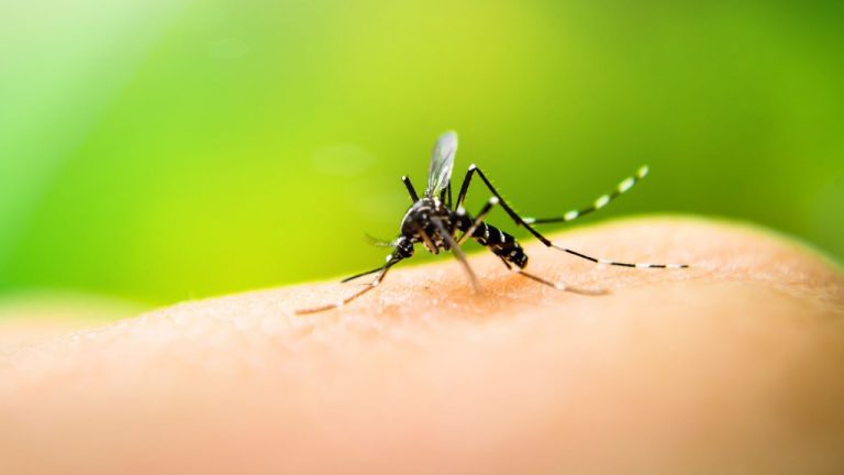 dengue
