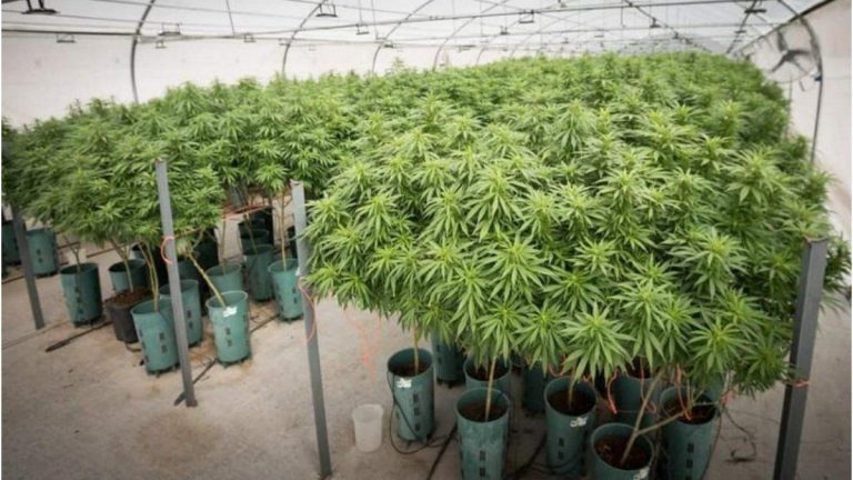 cannabis medicinal jmjpg