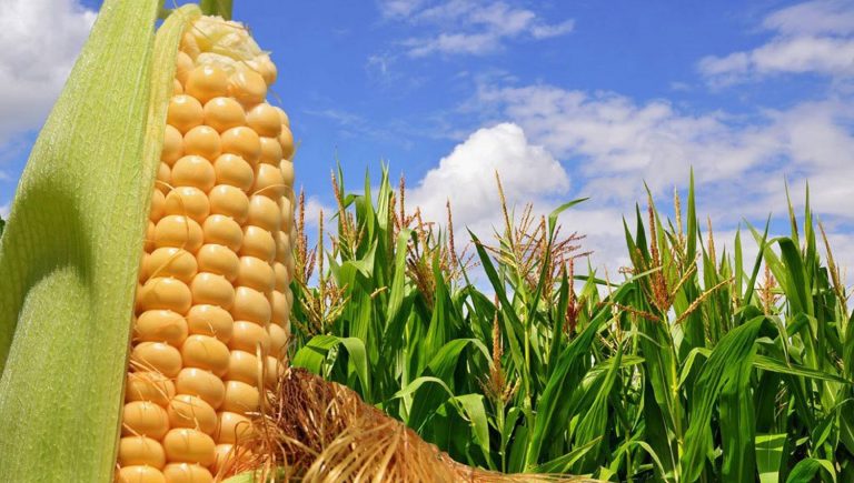 argentina se convertira segundo exportador mundial maiz 800040 180838