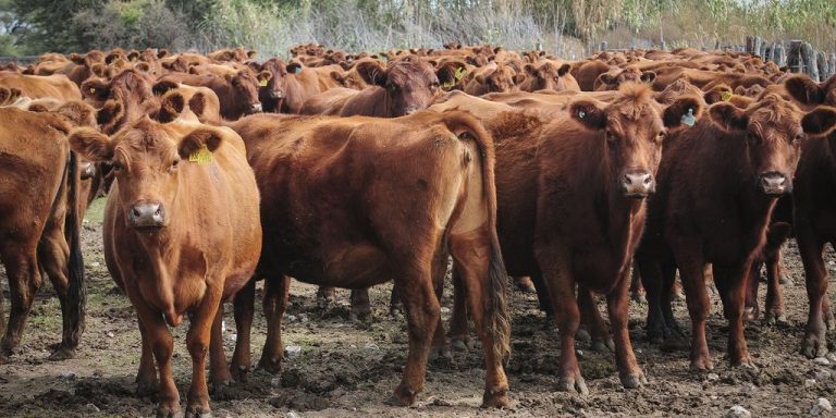 carne vacuna vacas campo ganado 1920