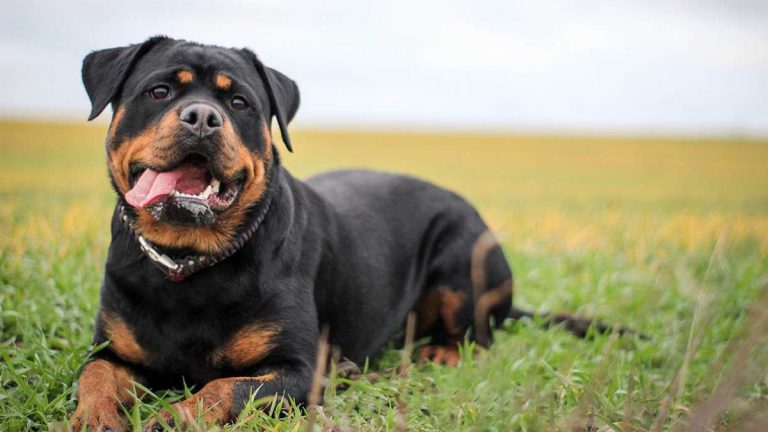 el rottweiler figura las 17 razas perros potencialmente peligrosos