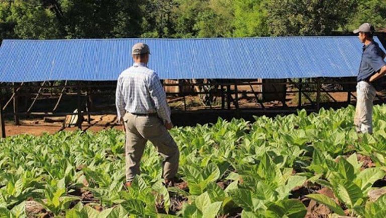 tabaco misiones perdidas estiamdas 1 lit