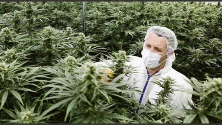 cultivo marihuana