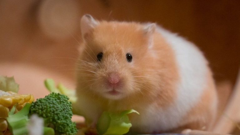 hamsterjpg