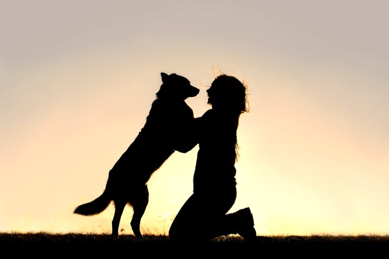 perro dueno