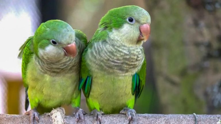loro