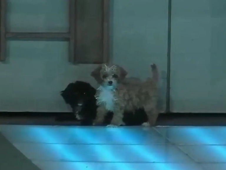 ingresaron dos perritos a gran hermano y estallaron los memes 1 crop1676349464522.jpg 73926568