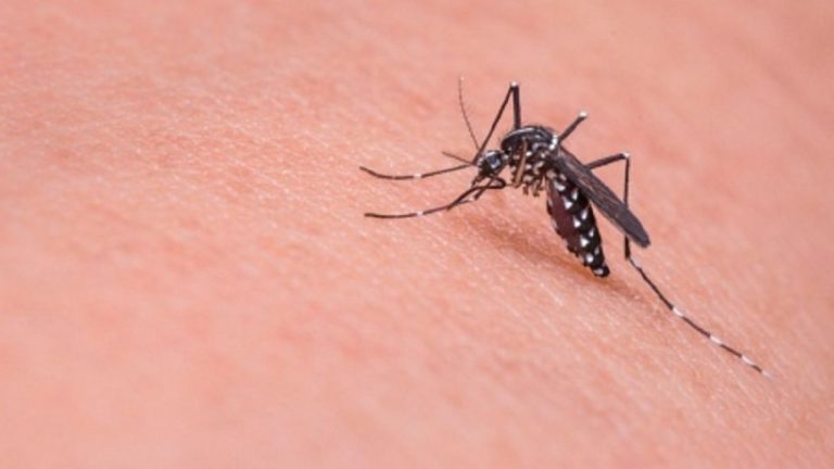 desarrollan mosquitos infertiles como ayudaran a evitar la propagacion del dengue y la fiebre chikungunya 1534121