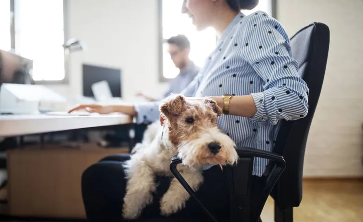 Santa Fe en una empresa permiten a sus empleados llevar mascotas a las oficinas