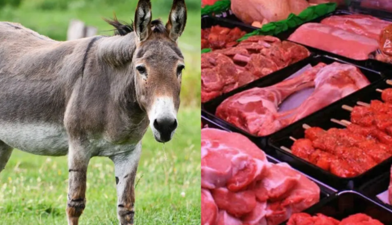 carne de burro oferta