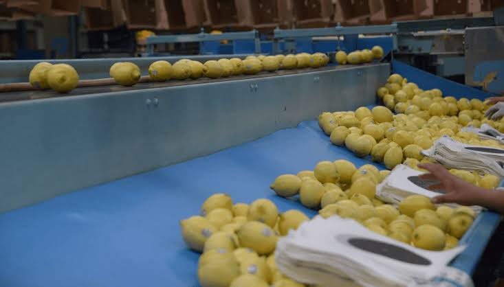 Argentina abre el mercado de Panamá para exportar limones, naranjas y mandarinas 2 limones de importacion