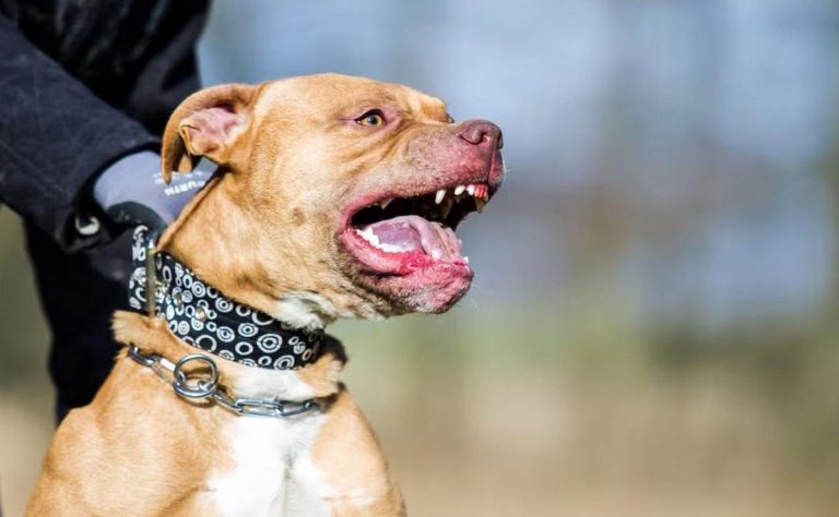 pitbull mata nino de 3 anos