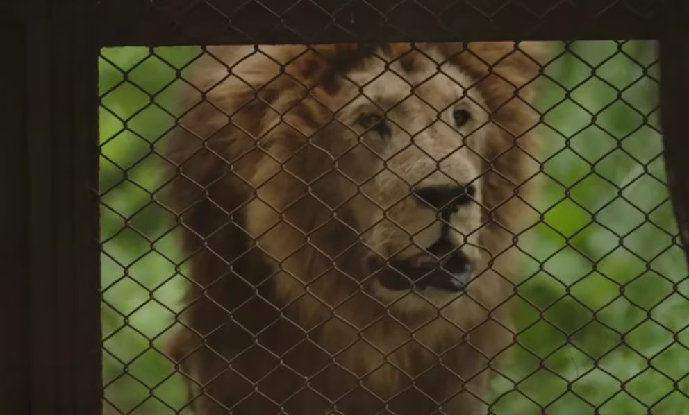 Trasladaron a 30 grandes felinos del ex zoológico de Luján: cuál será el destino de los animales que aún permanecen en el predio 1