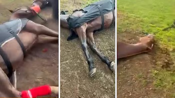 Un rayo mató a cuatro yeguas de polo en el Jockey Club de San Isidro y dejó herido a un cuidador 1 ig2dmyrgmzbqda4k2js6n5cyp4